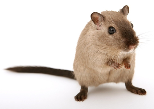 अल्ट्रासोनिक चूहा रिपेलर